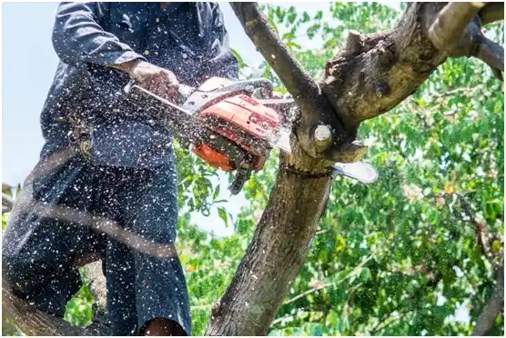 tree services Matewan